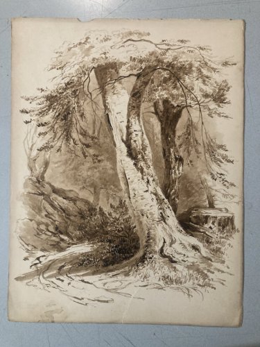 Peinture Lavis Encre Sur Papier XIXe  1850 Forêt Paysage Arbre Tronc