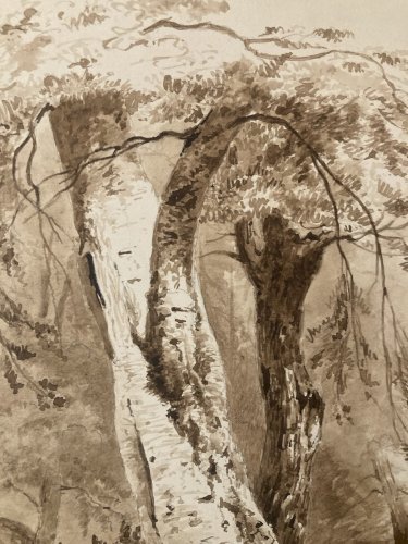 Peinture Lavis Encre Sur Papier XIXe  1850 Forêt Paysage Arbre Tronc