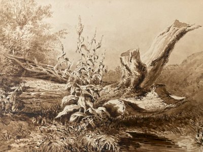 Peinture Lavis Encre Sur Papier XIXe  1850 Forêt Paysage Plante Tronc