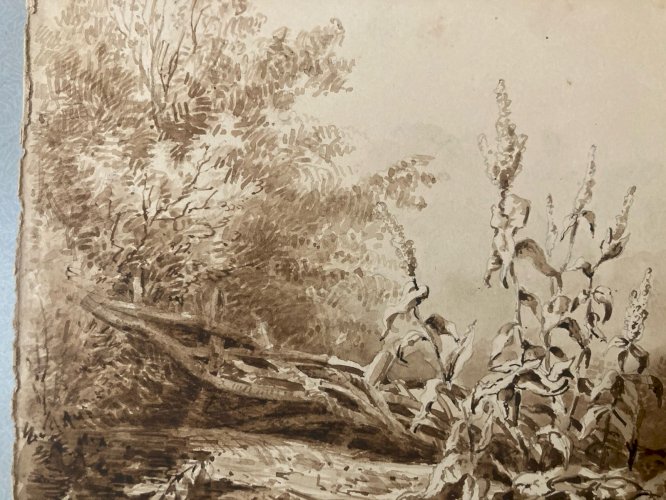 Peinture Lavis Encre Sur Papier XIXe  1850 Forêt Paysage Plante Tronc