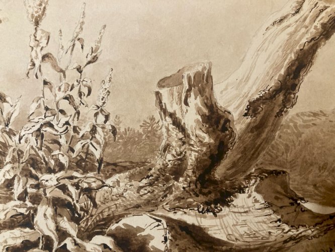 Peinture Lavis Encre Sur Papier XIXe  1850 Forêt Paysage Plante Tronc