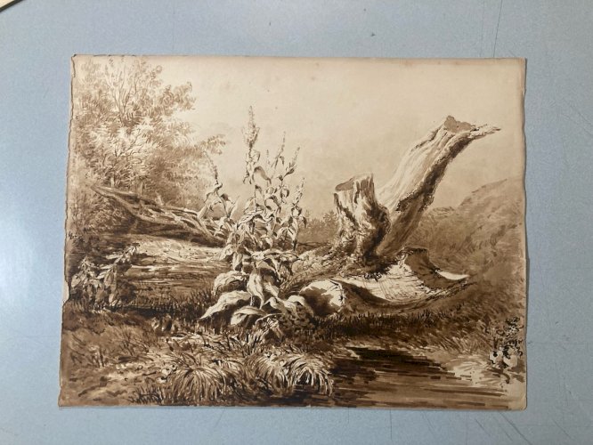 Peinture Lavis Encre Sur Papier XIXe  1850 Forêt Paysage Plante Tronc