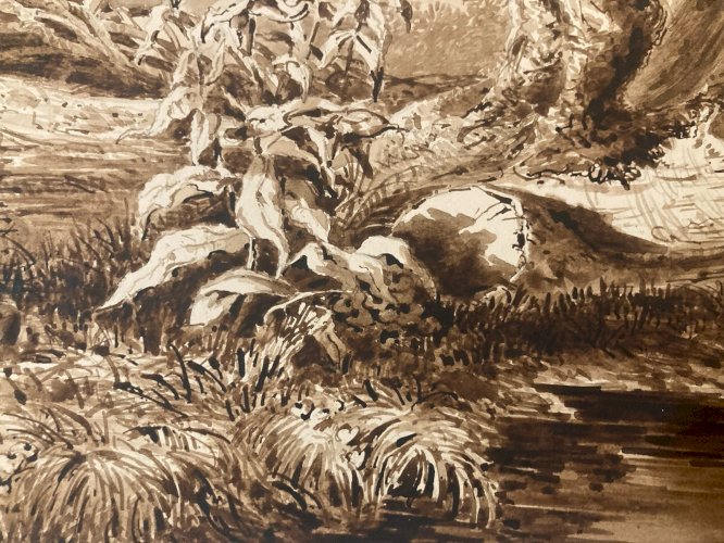 Peinture Lavis Encre Sur Papier XIXe  1850 Forêt Paysage Plante Tronc