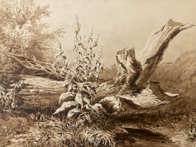 Peinture Lavis Encre Sur Papier XIXe  1850 Forêt Paysage Plante Tronc
