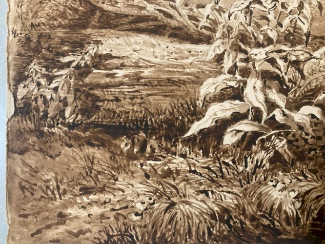 Peinture Lavis Encre Sur Papier XIXe  1850 Forêt Paysage Plante Tronc