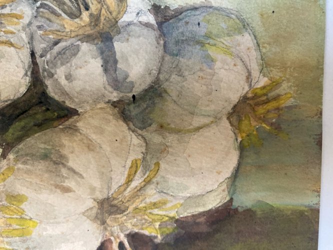 Peinture nature morte a La Gousse D Ail Aquarelle Gouache Papier 1900 Art