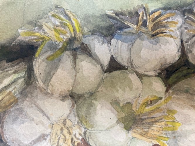 Peinture nature morte a La Gousse D Ail Aquarelle Gouache Papier 1900 Art