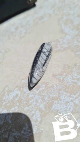 Pendentif fossile Orthoceras