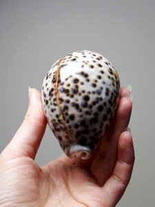 dot