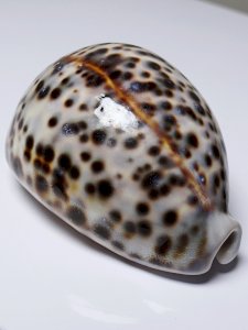 dot