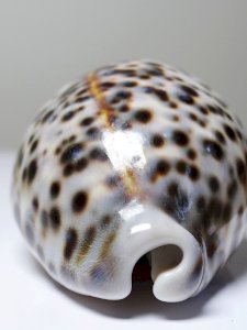 dot