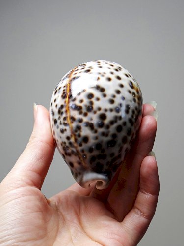 Petit coquillage vintage cabinet de curiosités Cypraea tigris collection 9cm