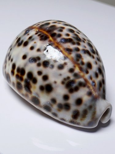 Petit coquillage vintage cabinet de curiosités Cypraea tigris collection 9cm