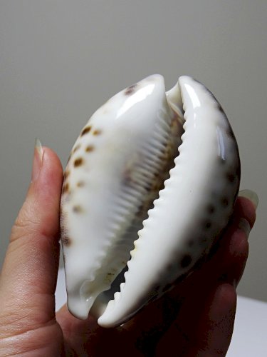 Petit coquillage vintage cabinet de curiosités Cypraea tigris collection 9cm