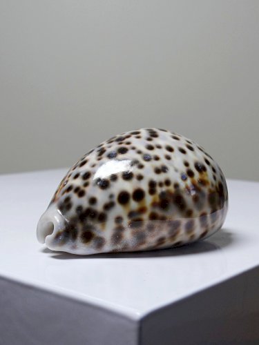 Petit coquillage vintage cabinet de curiosités Cypraea tigris collection 9cm