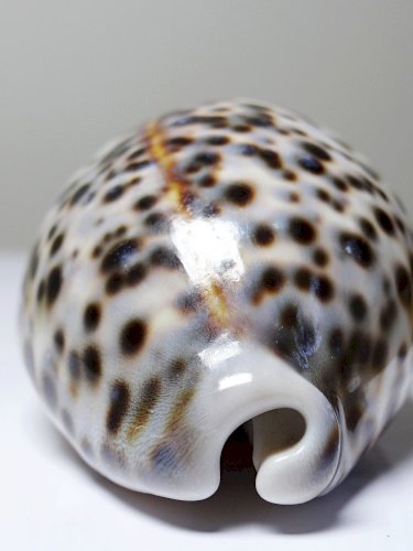 Petit coquillage vintage cabinet de curiosités Cypraea tigris collection 9cm