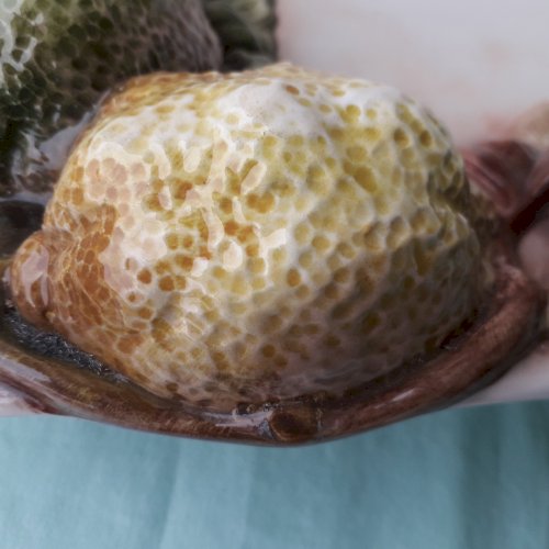 Plat barbotine citrons