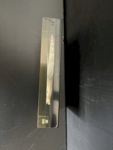 plexiglass Inclusion Coquillage .era Giraudon Plexiglas Lucite polychimie France