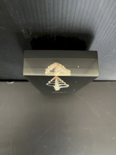 plexiglass Inclusion Coquillage .era Giraudon Plexiglas Lucite polychimie France