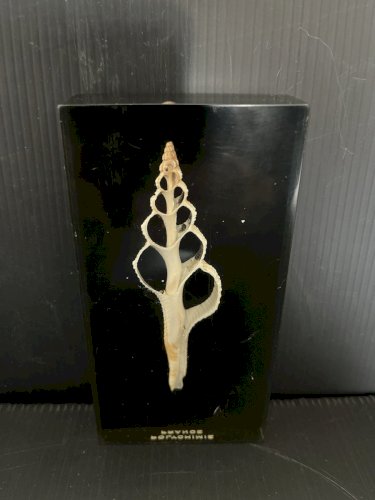 plexiglass Inclusion Coquillage .era Giraudon Plexiglas Lucite polychimie France