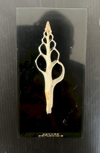 plexiglass Inclusion Coquillage .era Giraudon Plexiglas Lucite polychimie France