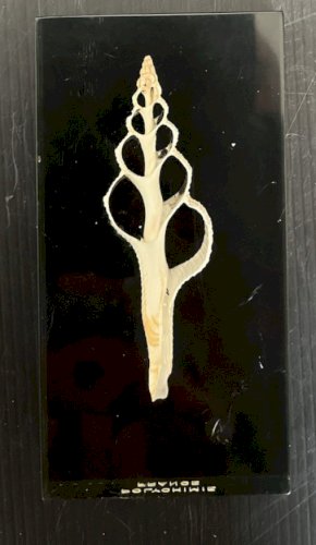 plexiglass Inclusion Coquillage .era Giraudon Plexiglas Lucite polychimie France