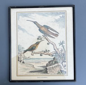 Pointe sèche/ eau Forte XIXe siècle gravure animalière « Les Colibris » Derveaux