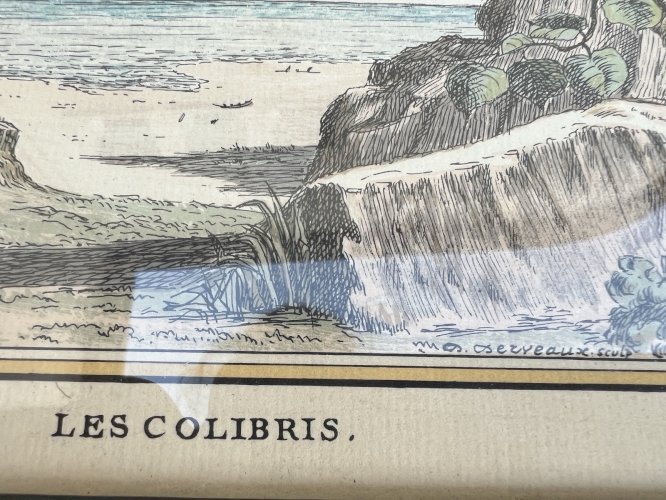 Pointe sèche/ eau Forte XIXe siècle gravure animalière « Les Colibris » Derveaux