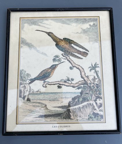 Pointe sèche/ eau Forte XIXe siècle gravure animalière « Les Colibris » Derveaux