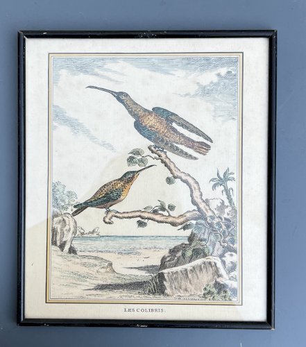 Pointe sèche/ eau Forte XIXe siècle gravure animalière « Les Colibris » Derveaux