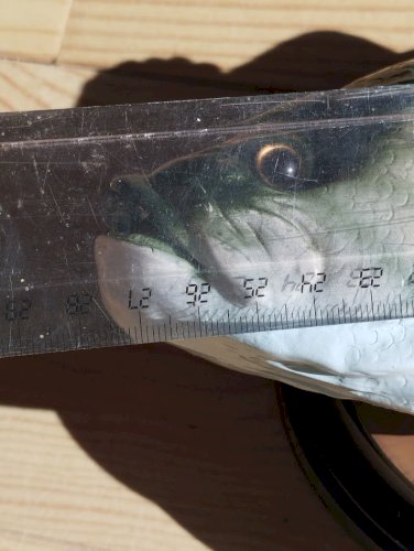 Poisson chantant « Big Mouth Billy Bass » – objet atypique