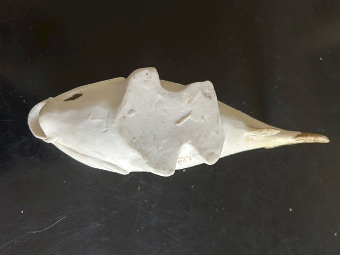 poisson vide poche en biscuit Heubach & co