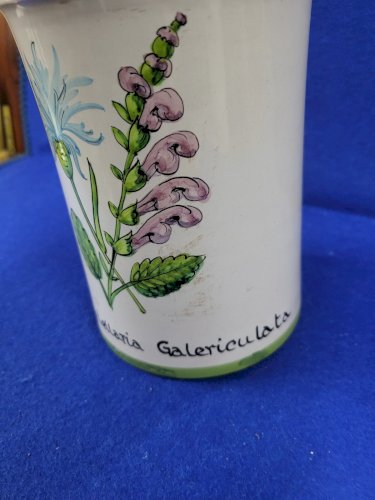 POT A PHARMACIE SCUTELLARIA CALERICULATA KLORANE N° 19