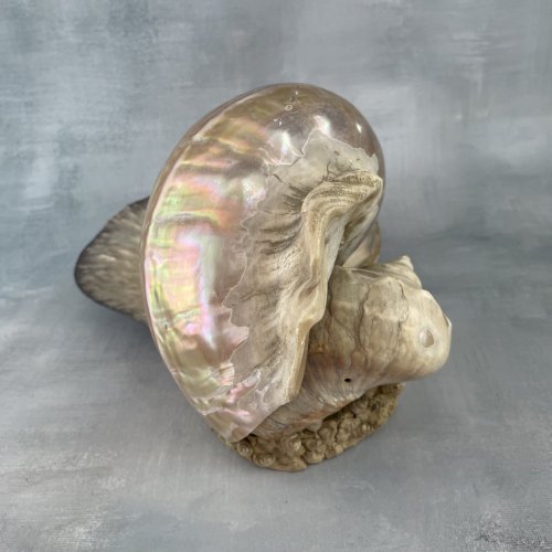 Présentoir bijoux vide poche gros coquillage nacré turbo ? et coquille coupelle