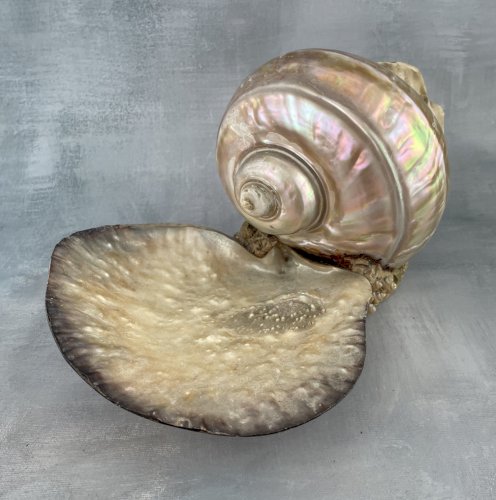 Présentoir bijoux vide poche gros coquillage nacré turbo ? et coquille coupelle