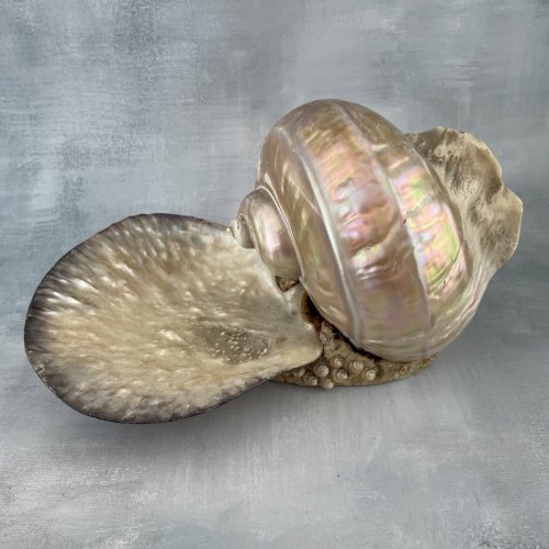 Présentoir bijoux vide poche gros coquillage nacré turbo ? et coquille coupelle
