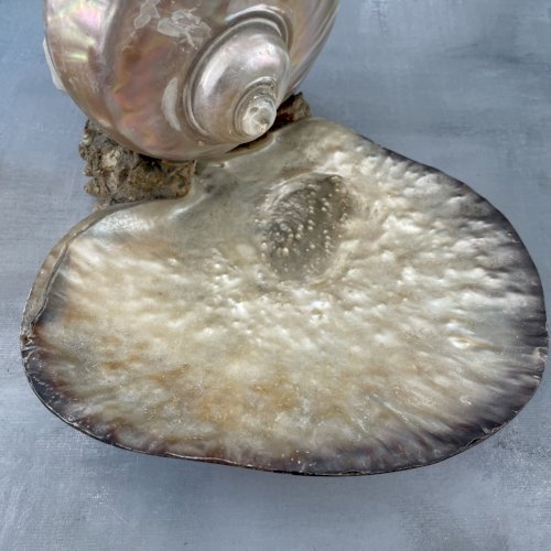 Présentoir bijoux vide poche gros coquillage nacré turbo ? et coquille coupelle