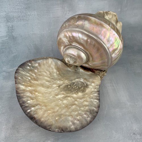 Présentoir bijoux vide poche gros coquillage nacré turbo ? et coquille coupelle