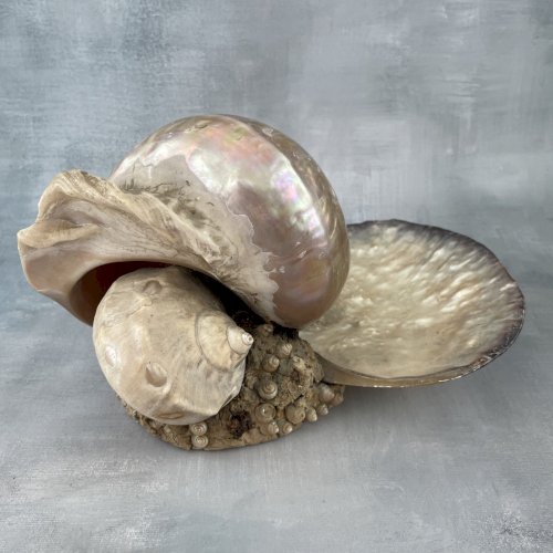 Présentoir bijoux vide poche gros coquillage nacré turbo ? et coquille coupelle