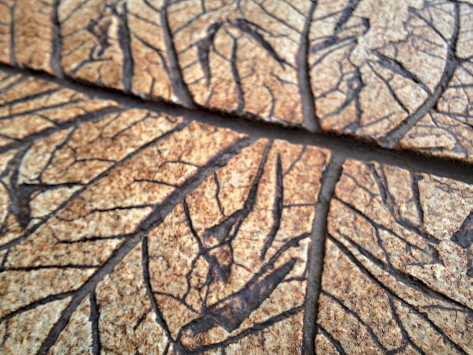 Roger CAPRON table basse  herbier