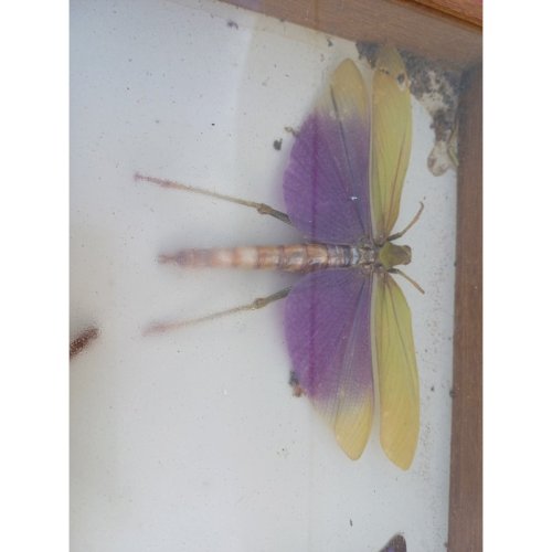 Série de Papillons et autres Exotiques
