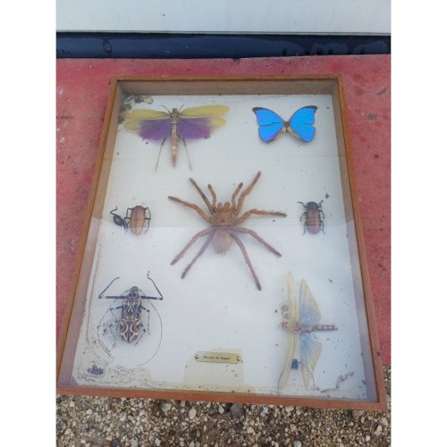 Série de Papillons et autres Exotiques