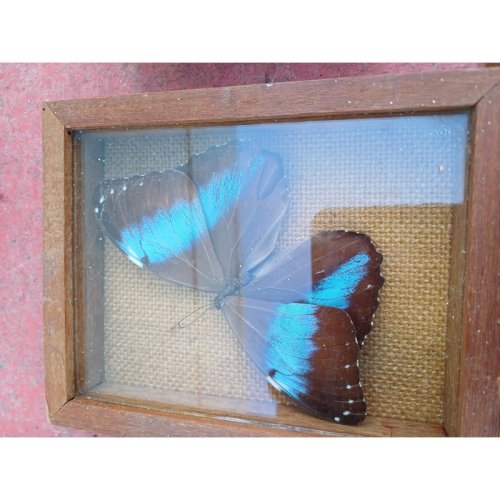 Série de Papillons Exotiques et Autres