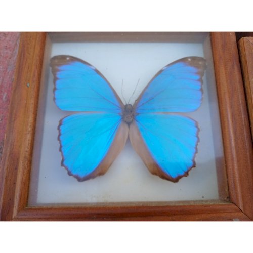 Série de Papillons Exotiques et Autres