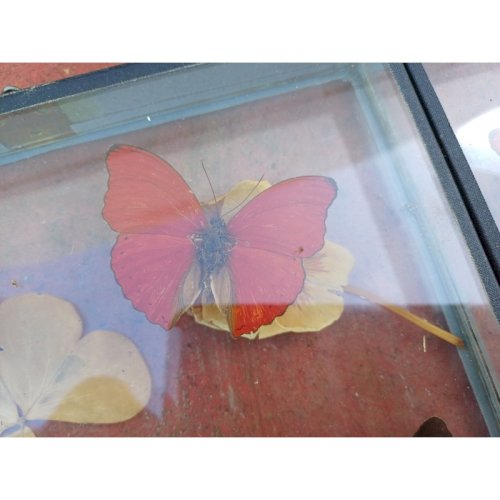 Série de Papillons Exotiques