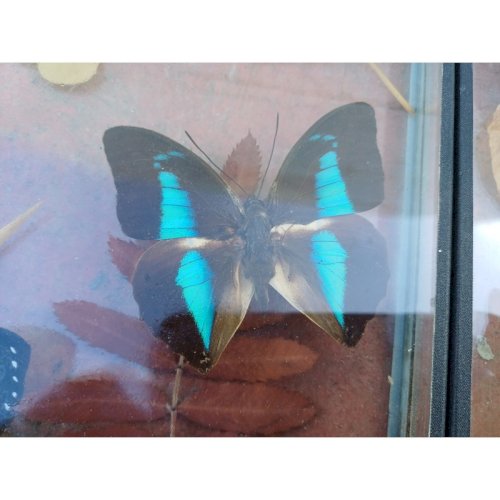 Série de Papillons Exotiques