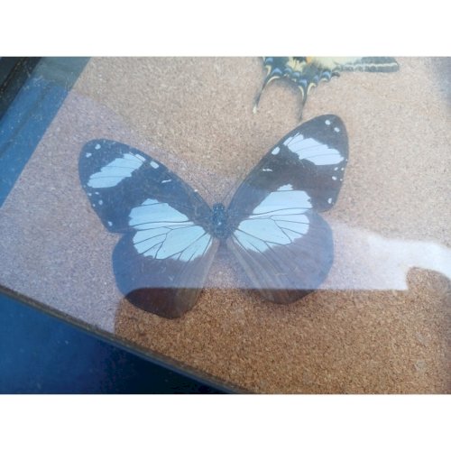 Série de Papillons Exotiques