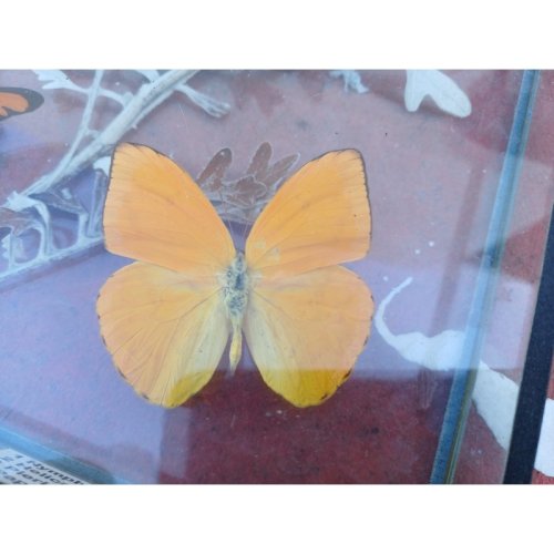 Série de Papillons Exotiques