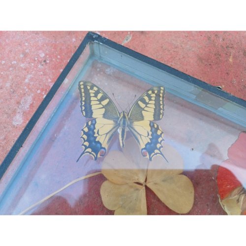Série de Papillons Exotiques