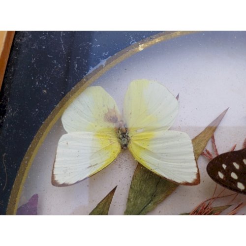 Série de Papillons Exotiques